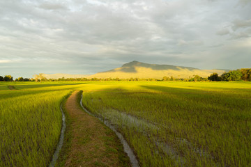 Fototapeta premium Agricultural landscape with green fields on hills and sun