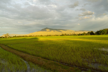 Obraz premium Agricultural landscape with green fields on hills and sun