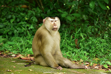 Monkey in the international park very feel good and happy travel.