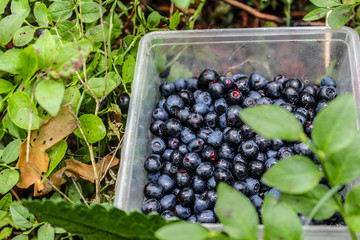 berries in a basket