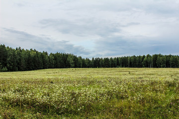 landscape with green field and blue sky