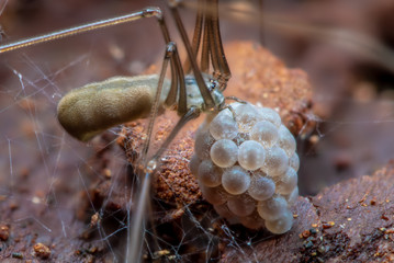 A spider carries the cocoon with her eggs. Concept spiders.