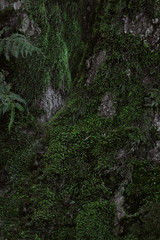 Close-up overgrown with moss in the forest