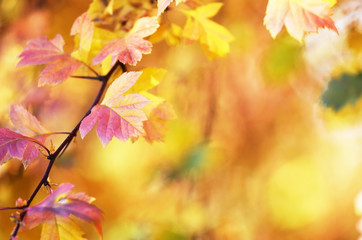 Autumn leaves on the sun. Fall blurred background. - Image