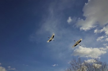 red-crowned crane in Kushiro Hokkaido Japan