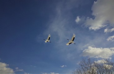 red-crowned crane in Kushiro Hokkaido Japan
