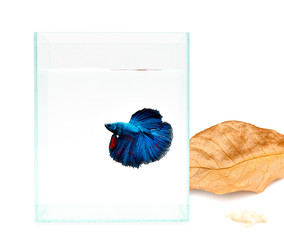 Raise and care for betta fish in small fish tank with sea almond leaf and sodium chloride.