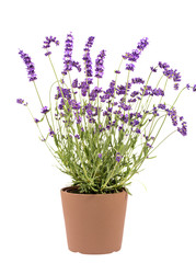 Violet lavendula flowers in the pot isolated on white background, close up.