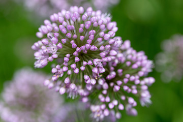 Lilac flowers of blooming  allium in garden on green background