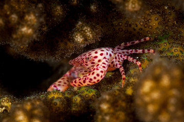 Porcelain crab from the Indo-Pacific region