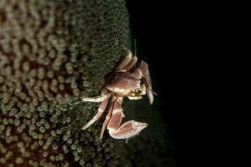 Neopetrolisthes maculatus is a species of porcelain crab from the Indo-Pacific region