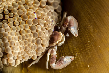 Fototapeta premium Neopetrolisthes maculatus is a species of porcelain crab from the Indo-Pacific region