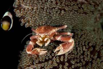 Neopetrolisthes maculatus is a species of porcelain crab from the Indo-Pacific region