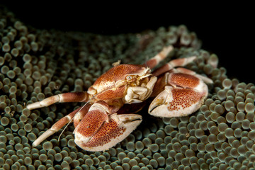 Neopetrolisthes maculatus is a species of porcelain crab from the Indo-Pacific region