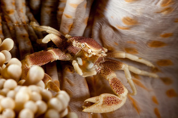 Neopetrolisthes maculatus is a species of porcelain crab from the Indo-Pacific region