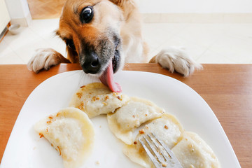 Dog is stealing a dumpling from the plate.