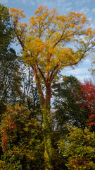 Colorful tree in autumn