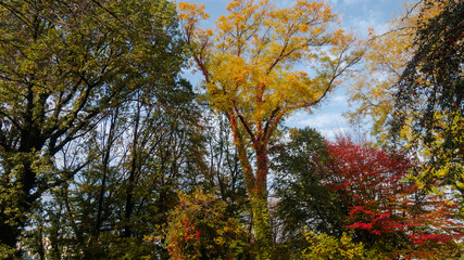 Yellow tree in autumn