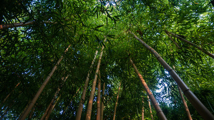 Bamboo forest