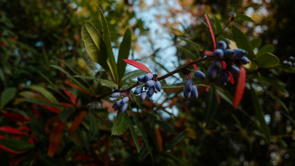 Blue berries on tree