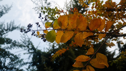 Colorful autumn leaves on tree
