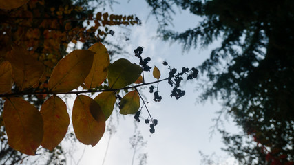 Abstract background with autumn leaves