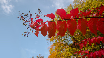 Autumn leaves on tree