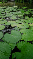 Pond covered with water lilies