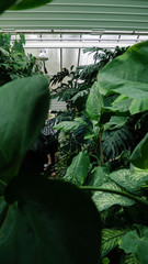 Through the green house