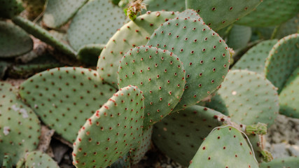 Close up of a cactus