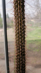 Cactus in the greenhouse
