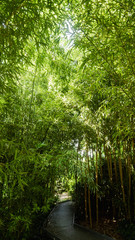 Path into the bamboo forest