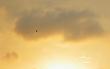 seagull taking flight at sunset