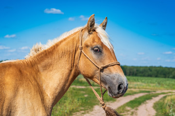 Obraz premium Szczegół portret wsi źrebię z niewyraźne tło.