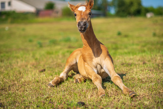 A small red foal lies on a green field. Photographed close up.