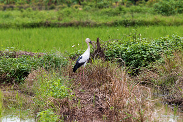 White stork (Ciconia ciconia) hunting