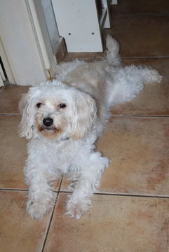 my small white dog by the name "Milou"