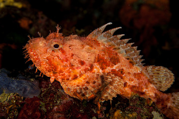 Scorpionfish, Scorpaenidae are a family of mostly marine fish that includes many of the world's most venomous species