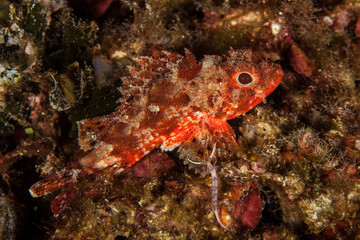 Scorpionfish, Scorpaenidae are a family of mostly marine fish that includes many of the world's most venomous species