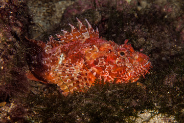 Scorpionfish, Scorpaenidae are a family of mostly marine fish that includes many of the world's most venomous species