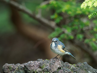 美しい青い雄のルリビタキ