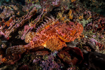 Obraz na płótnie Canvas Scorpionfish, Scorpaenidae are a family of mostly marine fish that includes many of the world's most venomous species