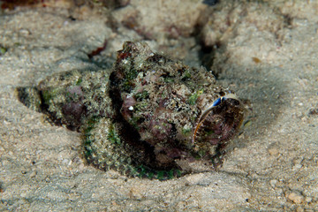 Scorpaenopsis diabolus, the false stonefish or the devil scorpionfish