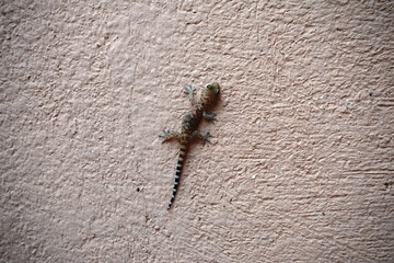 lizard baby on a wall