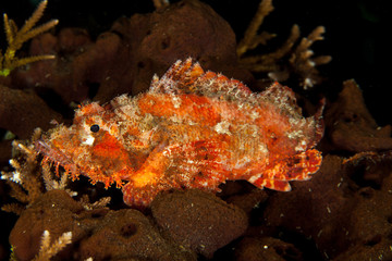 Scorpionfish, Scorpaenidae are a family of mostly marine fish that includes many of the world's most venomous species