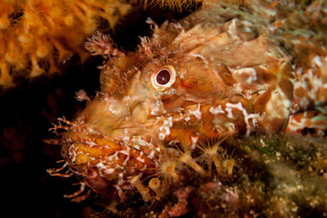 Scorpionfish, Scorpaenidae are a family of mostly marine fish that includes many of the world's most venomous species