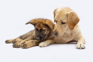 Labrador en herder pup kijken omlaag