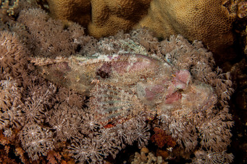 Scorpionfish, Scorpaenidae are a family of mostly marine fish that includes many of the world's most venomous species