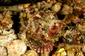 Scorpionfish, Scorpaenidae are a family of mostly marine fish that includes many of the world's most venomous species