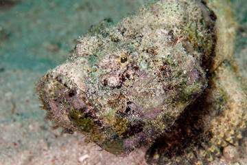 Scorpaenopsis diabolus, the false stonefish or the devil scorpionfish